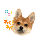 ポメ柴 ぱーのスタンプ（個別スタンプ：6）
