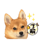 ポメ柴 ぱーのスタンプ（個別スタンプ：9）