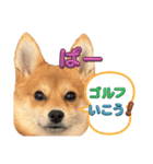 ポメ柴 ぱーのスタンプ（個別スタンプ：16）