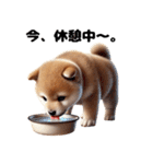 【ずっと使える】毎日まめしば・柴犬（個別スタンプ：24）