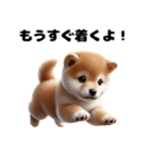 【ずっと使える】毎日まめしば・柴犬（個別スタンプ：29）