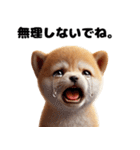 【ずっと使える】毎日まめしば・柴犬（個別スタンプ：36）