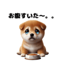 【ずっと使える】毎日まめしば・柴犬（個別スタンプ：37）