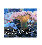 海の生き物,水族館好きの為のスタンプvol.2（個別スタンプ：11）