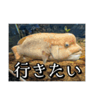 海の生き物,水族館好きの為のスタンプvol.2（個別スタンプ：12）