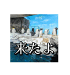 海の生き物,水族館好きの為のスタンプvol.2（個別スタンプ：13）