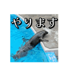 海の生き物,水族館好きの為のスタンプvol.2（個別スタンプ：16）