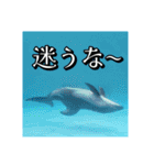 海の生き物,水族館好きの為のスタンプvol.2（個別スタンプ：17）