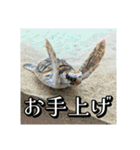 海の生き物,水族館好きの為のスタンプvol.2（個別スタンプ：19）