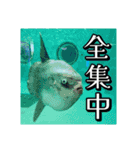 海の生き物,水族館好きの為のスタンプvol.2（個別スタンプ：23）