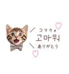 韓国語♡ねこの吹き出しスタンプ（個別スタンプ：1）
