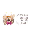 韓国語♡ねこの吹き出しスタンプ（個別スタンプ：5）