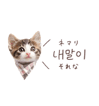 韓国語♡ねこの吹き出しスタンプ（個別スタンプ：7）