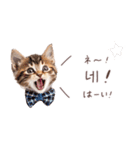 韓国語♡ねこの吹き出しスタンプ（個別スタンプ：8）