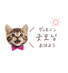 韓国語♡ねこの吹き出しスタンプ（個別スタンプ：9）