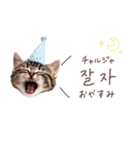 韓国語♡ねこの吹き出しスタンプ（個別スタンプ：10）