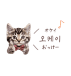 韓国語♡ねこの吹き出しスタンプ（個別スタンプ：11）