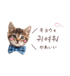 韓国語♡ねこの吹き出しスタンプ（個別スタンプ：15）
