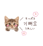 韓国語♡ねこの吹き出しスタンプ（個別スタンプ：16）