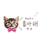 韓国語♡ねこの吹き出しスタンプ（個別スタンプ：17）