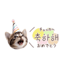 韓国語♡ねこの吹き出しスタンプ（個別スタンプ：21）