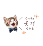 韓国語♡ねこの吹き出しスタンプ（個別スタンプ：23）