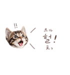 韓国語♡ねこの吹き出しスタンプ（個別スタンプ：25）
