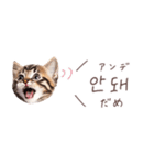 韓国語♡ねこの吹き出しスタンプ（個別スタンプ：29）
