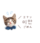 韓国語♡ねこの吹き出しスタンプ（個別スタンプ：31）