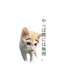 きな粉餅の変顔（個別スタンプ：3）