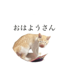 きな粉餅の変顔（個別スタンプ：5）