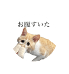 きな粉餅の変顔（個別スタンプ：6）