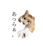 きな粉餅の変顔（個別スタンプ：8）