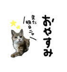 きっと毎日使える！ももちゃんあいさつ（個別スタンプ：3）