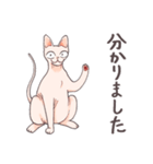 元気なスフィンクス猫の日常会話（個別スタンプ：14）