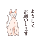 元気なスフィンクス猫の日常会話（個別スタンプ：16）