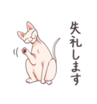 元気なスフィンクス猫の日常会話（個別スタンプ：21）