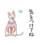 元気なスフィンクス猫の日常会話（個別スタンプ：37）