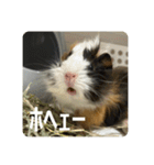6もるもる（個別スタンプ：1）