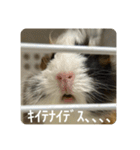 6もるもる（個別スタンプ：3）