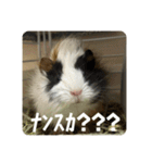 6もるもる（個別スタンプ：4）