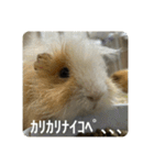 6もるもる（個別スタンプ：6）