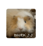 6もるもる（個別スタンプ：8）