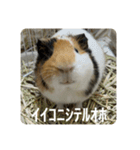 6もるもる（個別スタンプ：13）