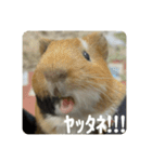 6もるもる（個別スタンプ：17）