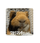 6もるもる（個別スタンプ：18）