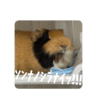 6もるもる（個別スタンプ：20）