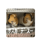 6もるもる（個別スタンプ：29）