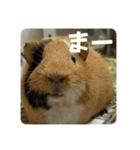 6もるもる（個別スタンプ：34）