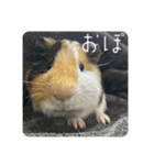 6もるもる（個別スタンプ：35）